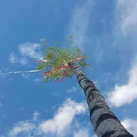 maibaum.jpg